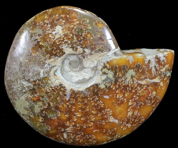 Polished, Agatized Ammonite (Cleoniceras) - Madagascar #59861